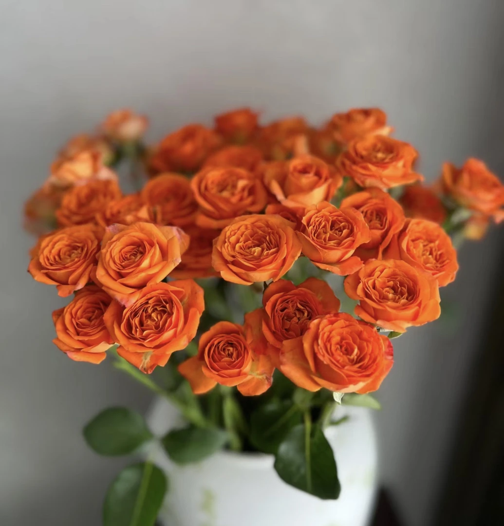 （曼）短腿多头橙色芭比2扎 含支5防损鲜花任意满两单包邮