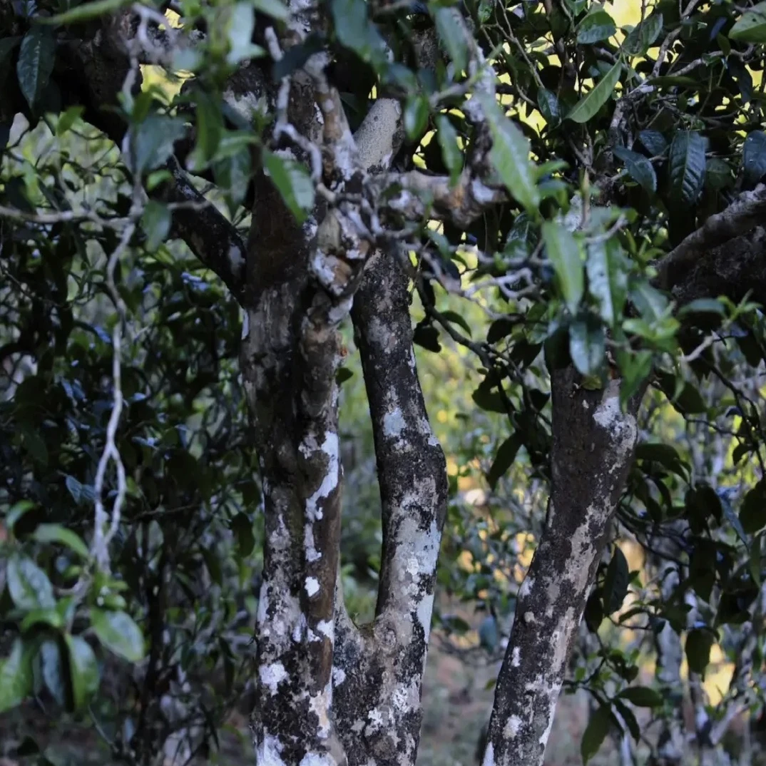 诚泰茶叶 2025年那卡500克/袋