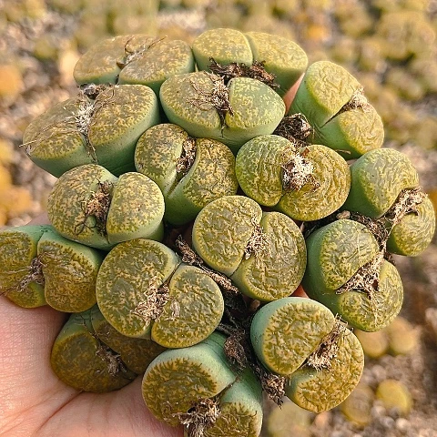 【闪购商品】25478