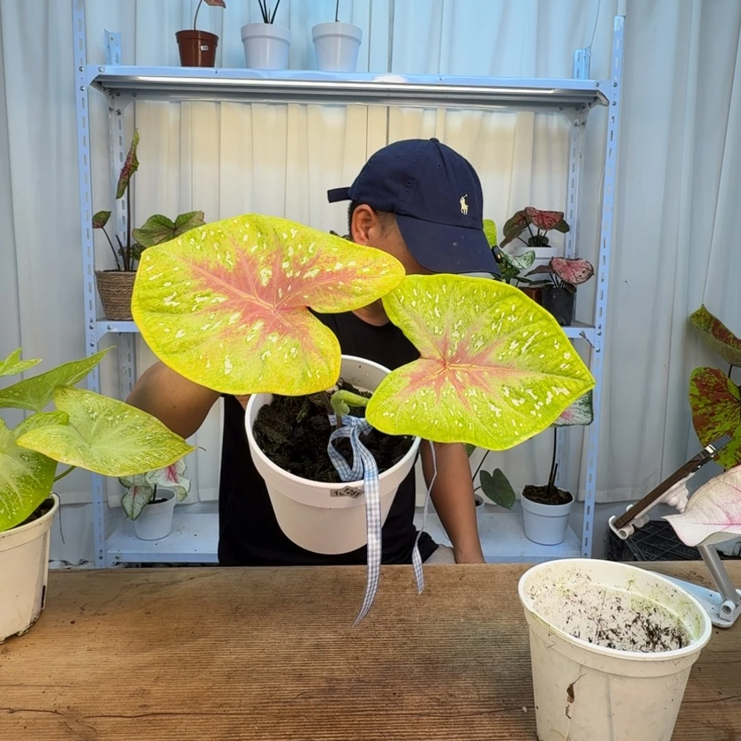 橙***酱无花朵柠檬果汁   1251