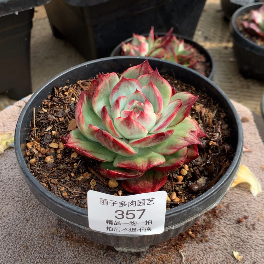 357宽叶拉丝外翻。尺寸8。多肉植物