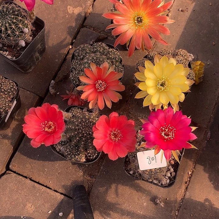 801实生丽花6厘米盆