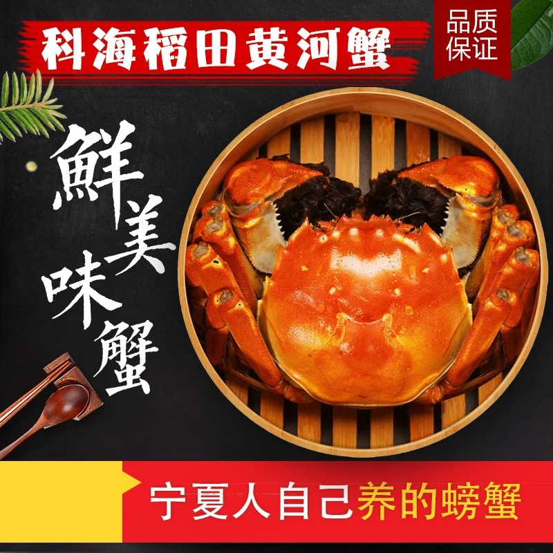 科海黄河蟹 大闸蟹 蟹礼款 公母对半 2.5两 共8只