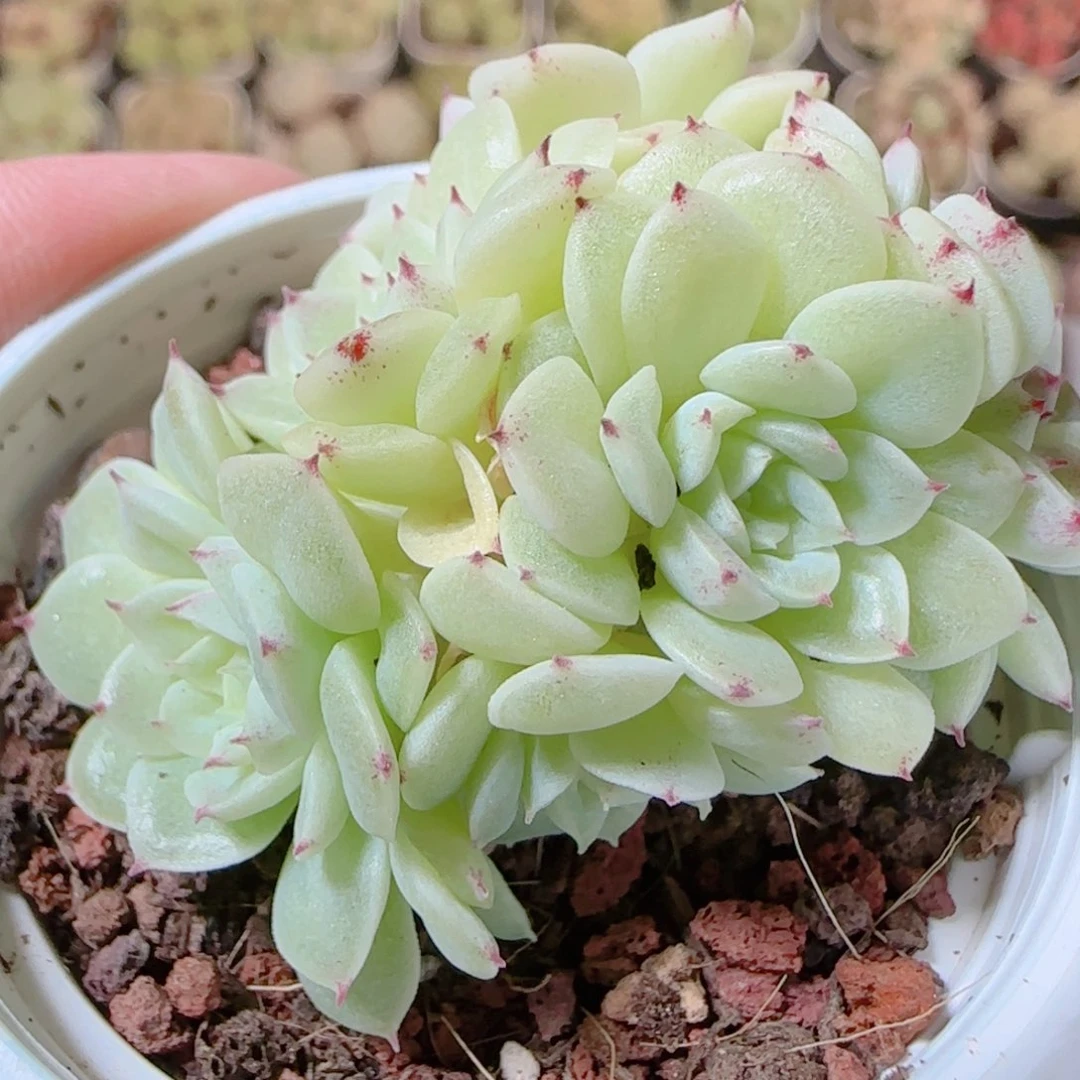 花语逸镜1116-425散