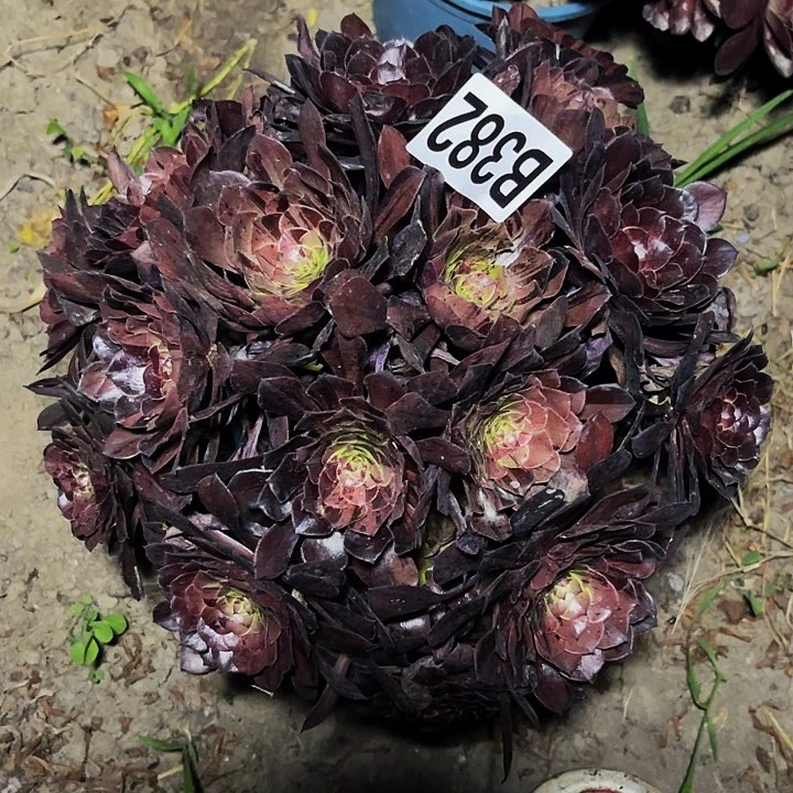 梅花大师，13/45包邮法师