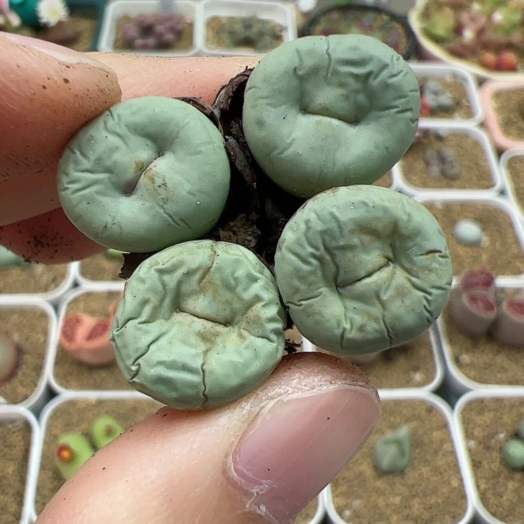 【闪购商品】53 双11返场