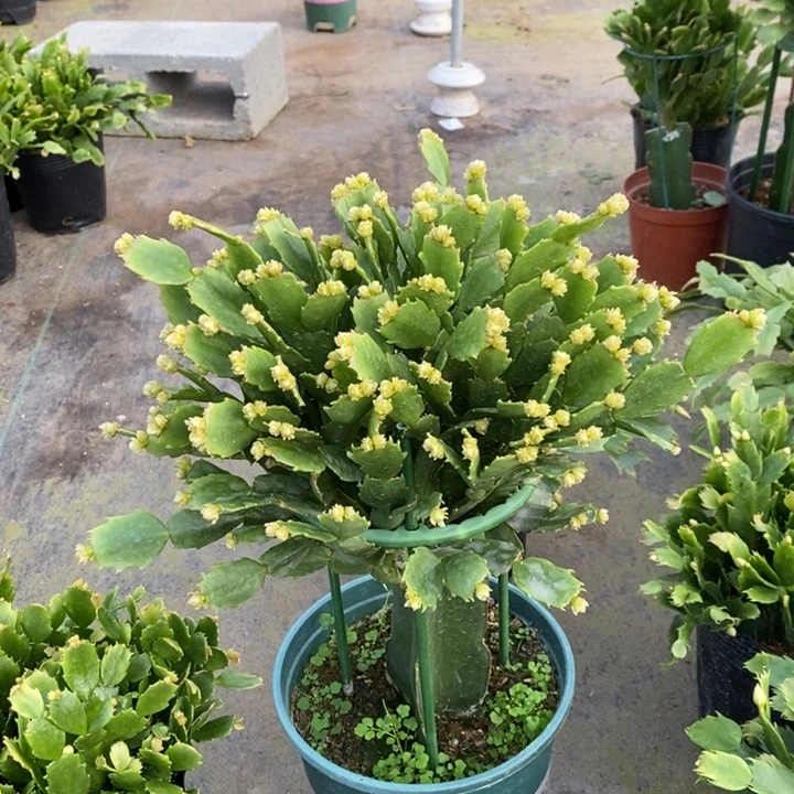 当前无花栽培后可以开花君**财992嫁接028