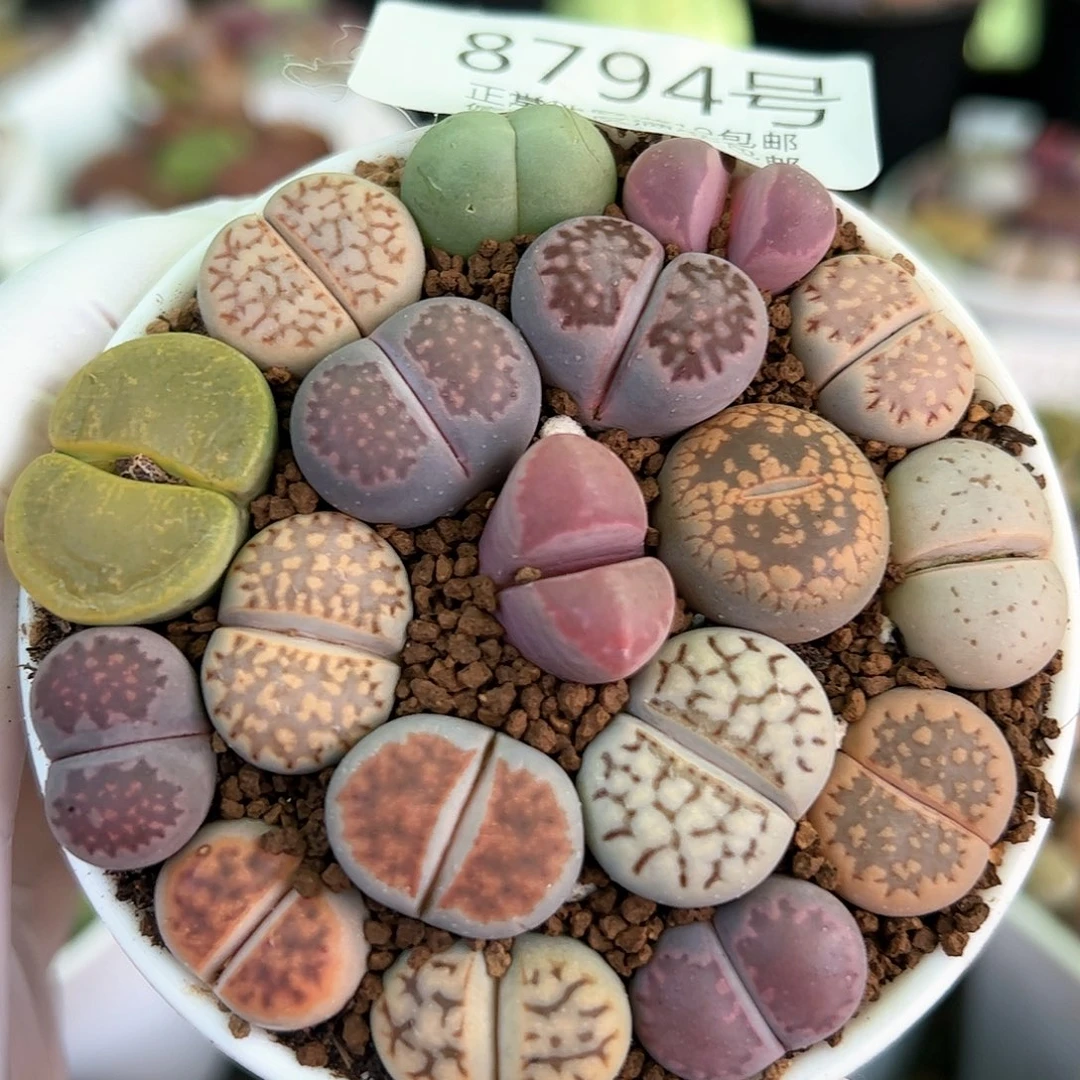 好养易活生石花大母本8794