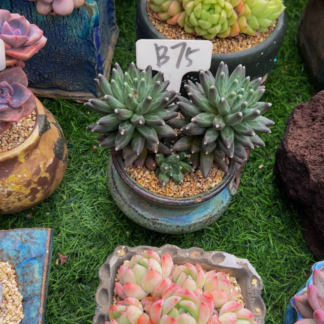 米****4乌拉克拉小老桩多肉