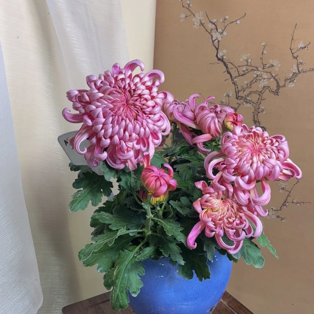 无花朵a8888888888888