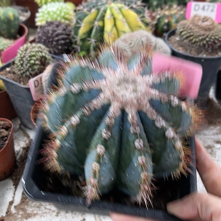 仙人球开花仙人球上仙人球