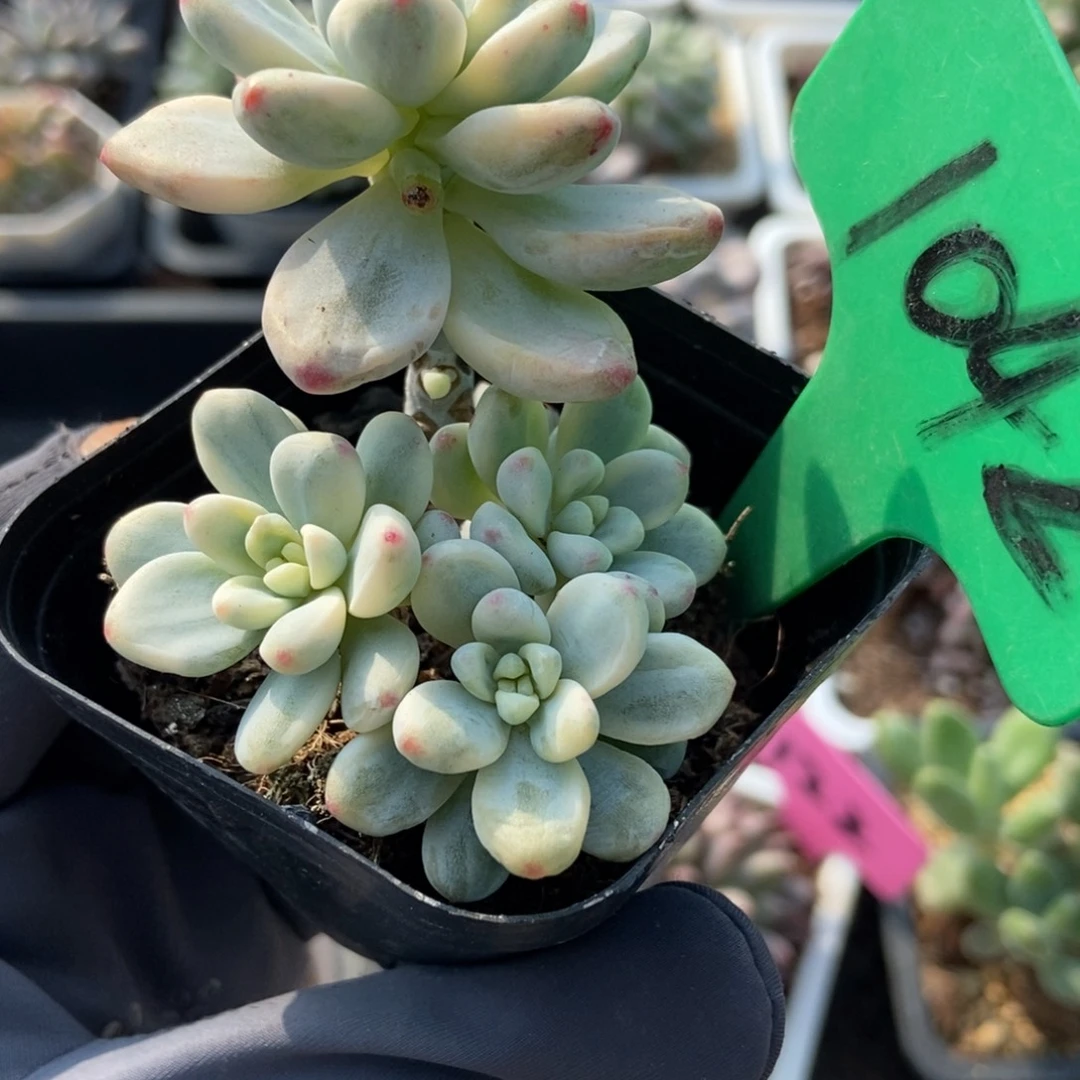 1042劳尔锦多肉植物