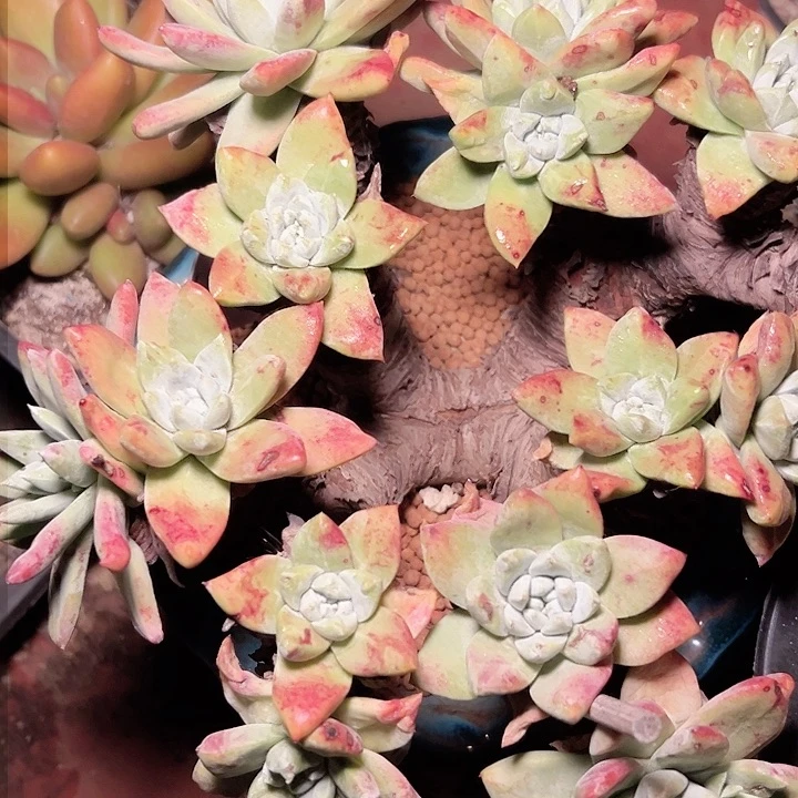 P*Z小鹿多肉一物一拍815