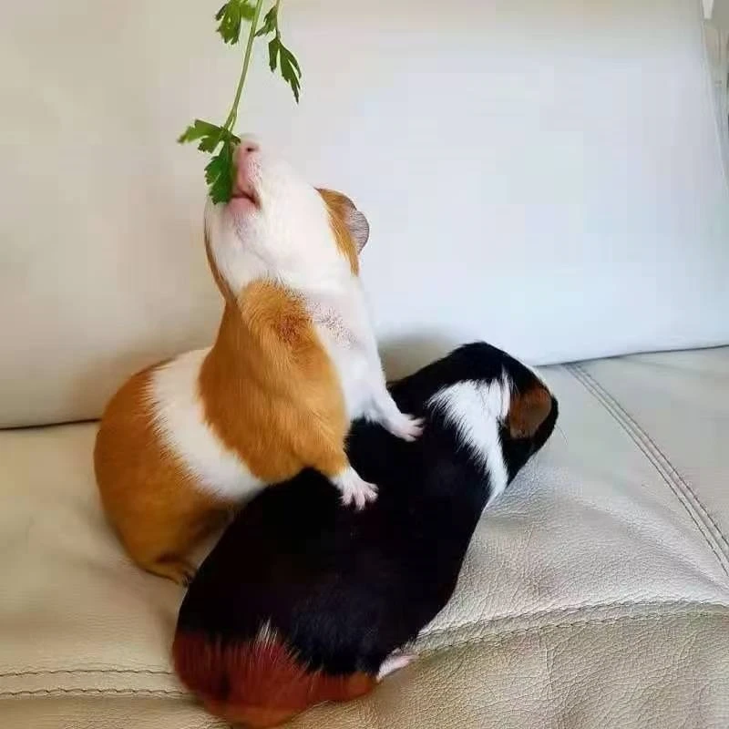 宠物荷兰猪荷兰活物活体豚鼠白豚幼崽天竺鼠黑豚彩豚健康家养繁殖