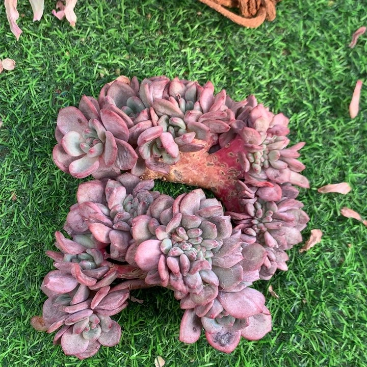 多肉植物叶插爱丽儿一组