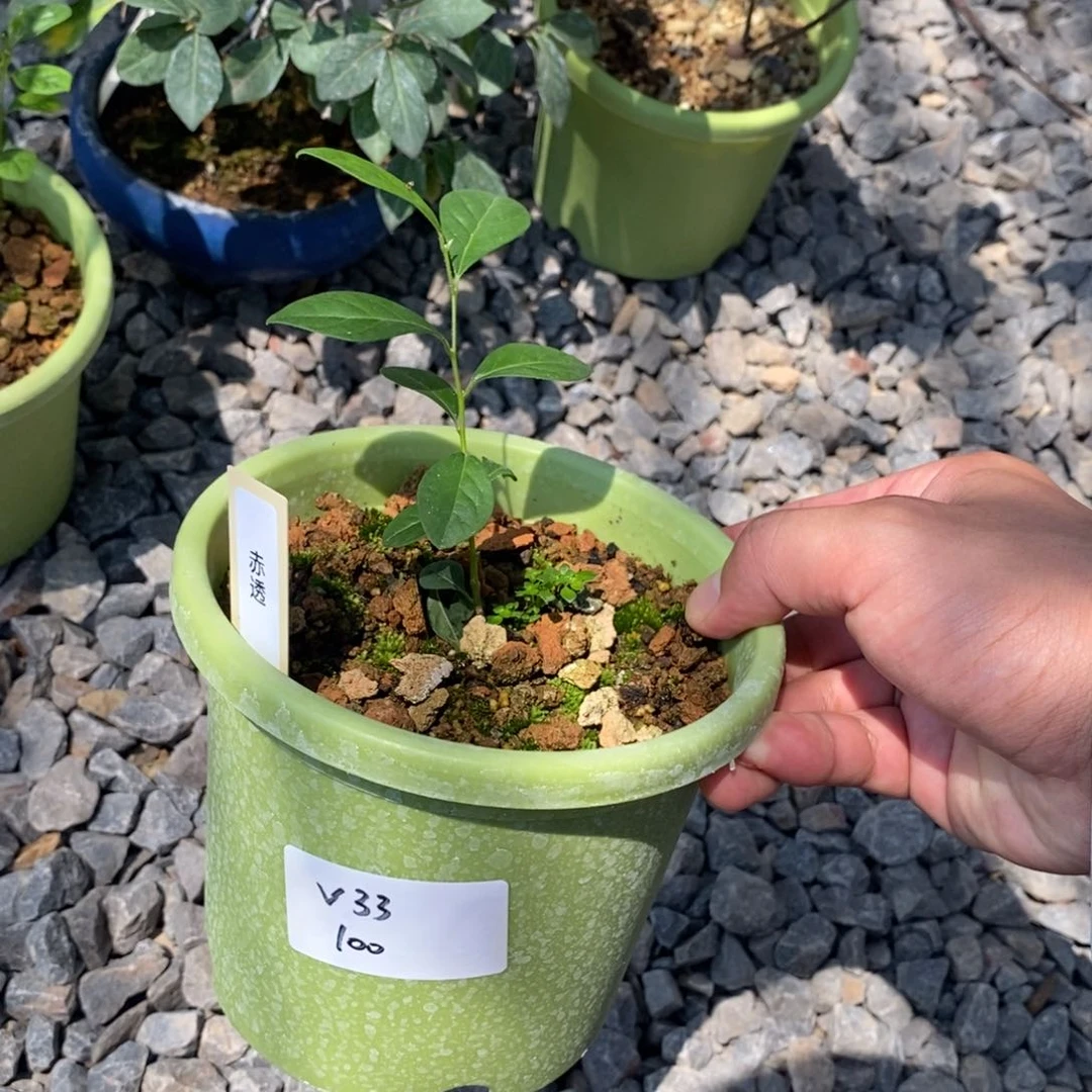 v*3妙义早生，赤透老鸦柿