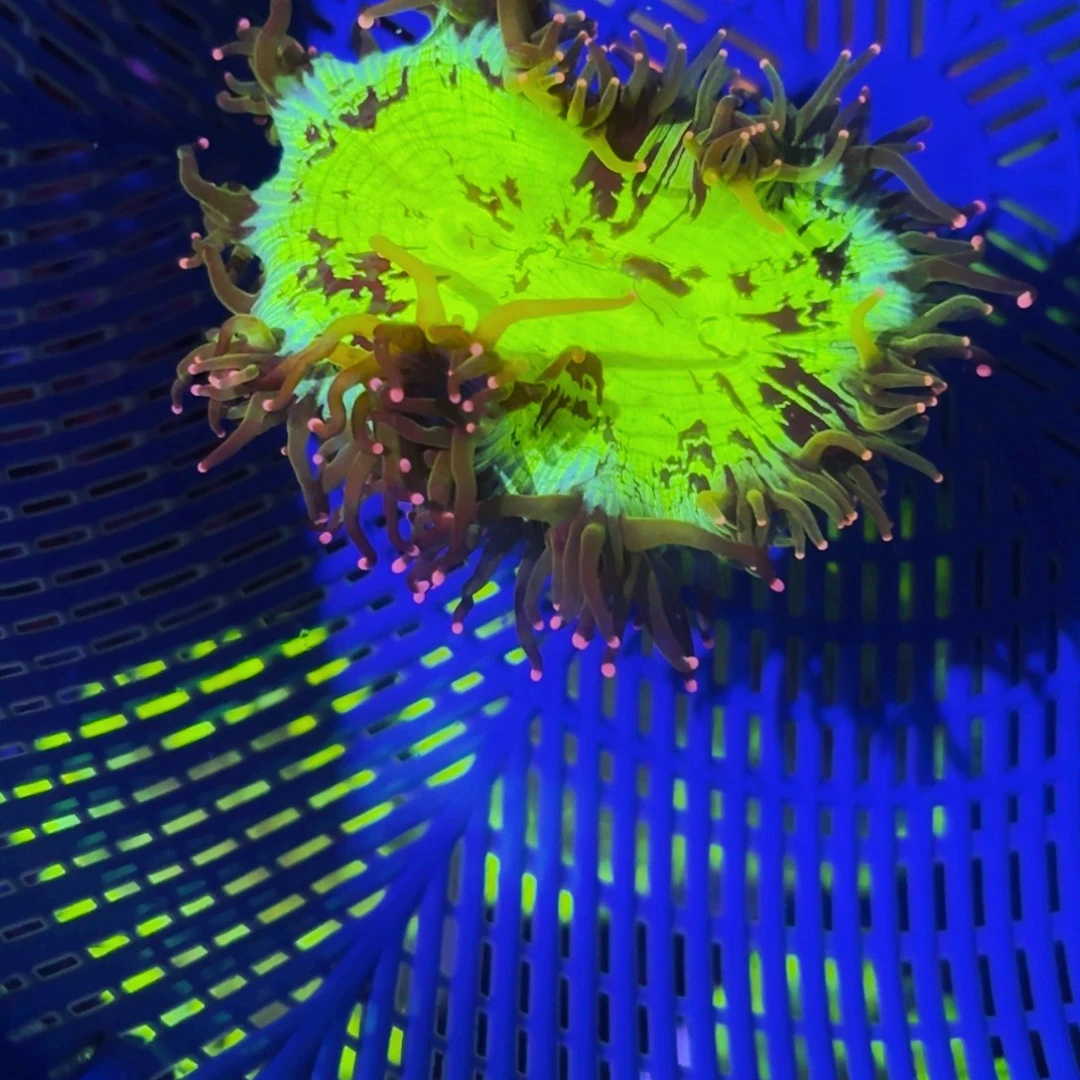 纽扣珊瑚精品尼罗河