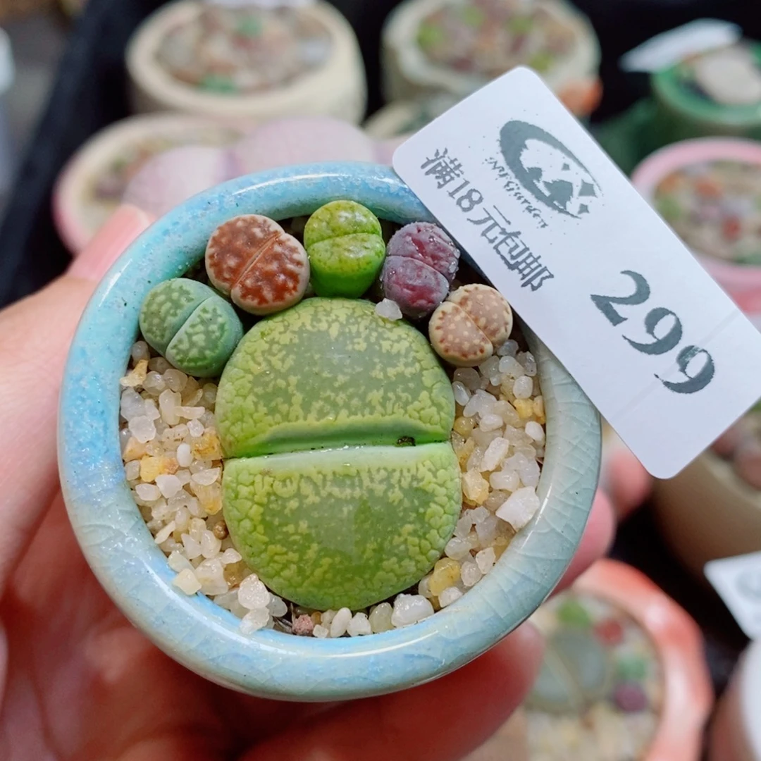 生石花花花花开了299