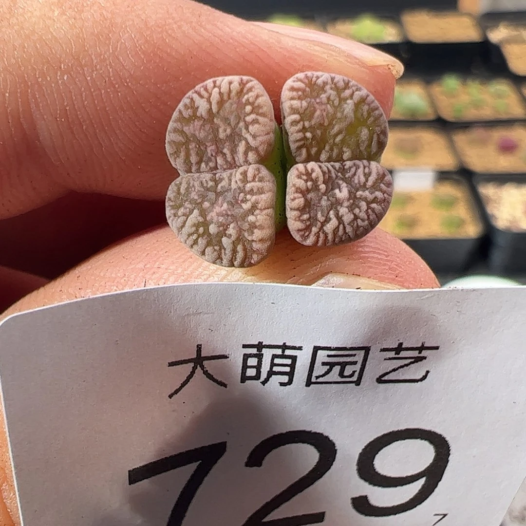 0000729 一物一拍……