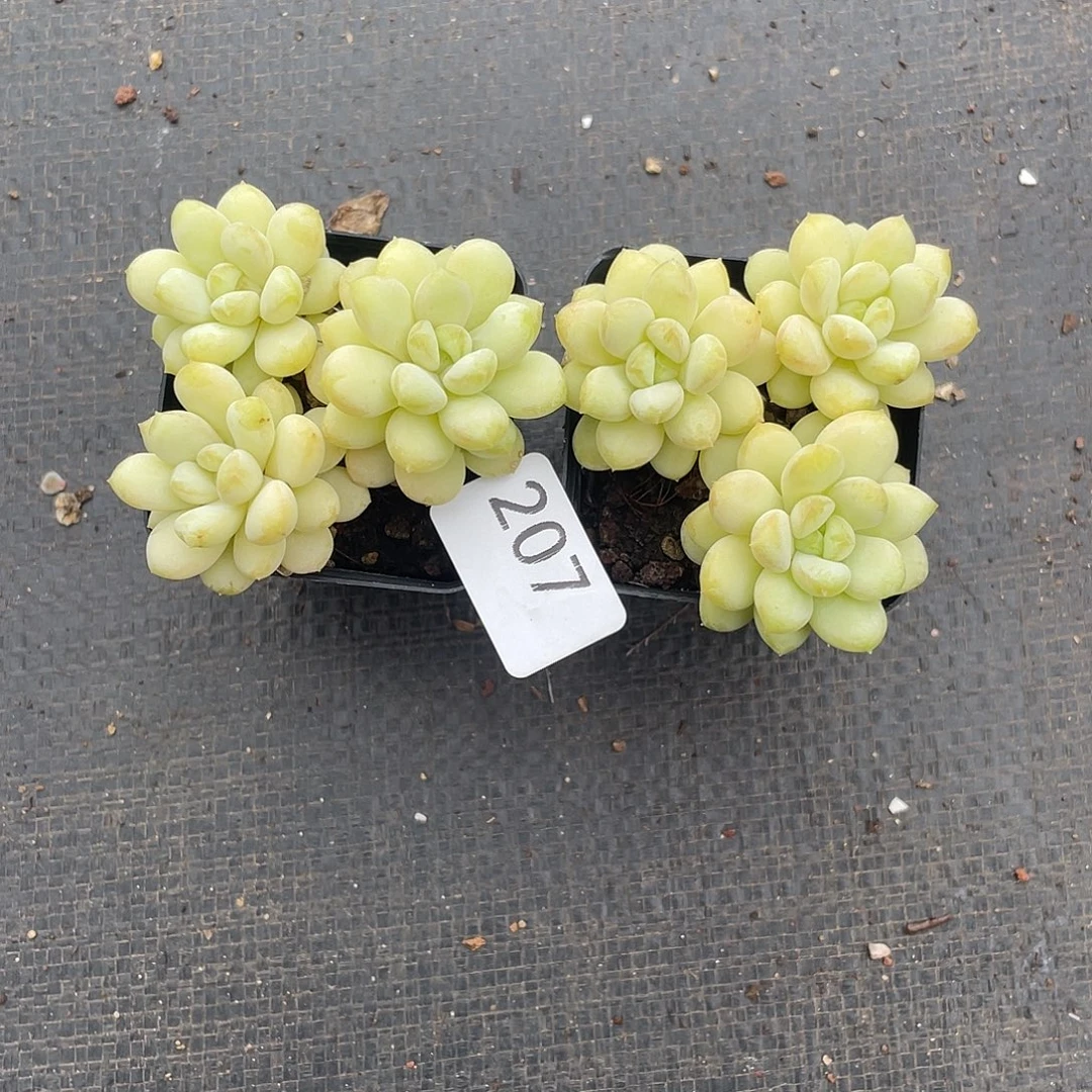 207。  阳光玫瑰。  2 棵。