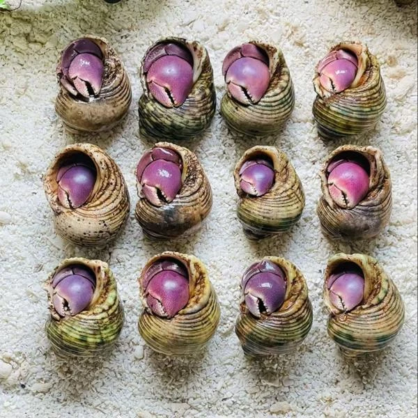 印尼进口野生寄居蟹懒人宠物 陆生爬宠观赏蟹淡水蟹/直播选拍