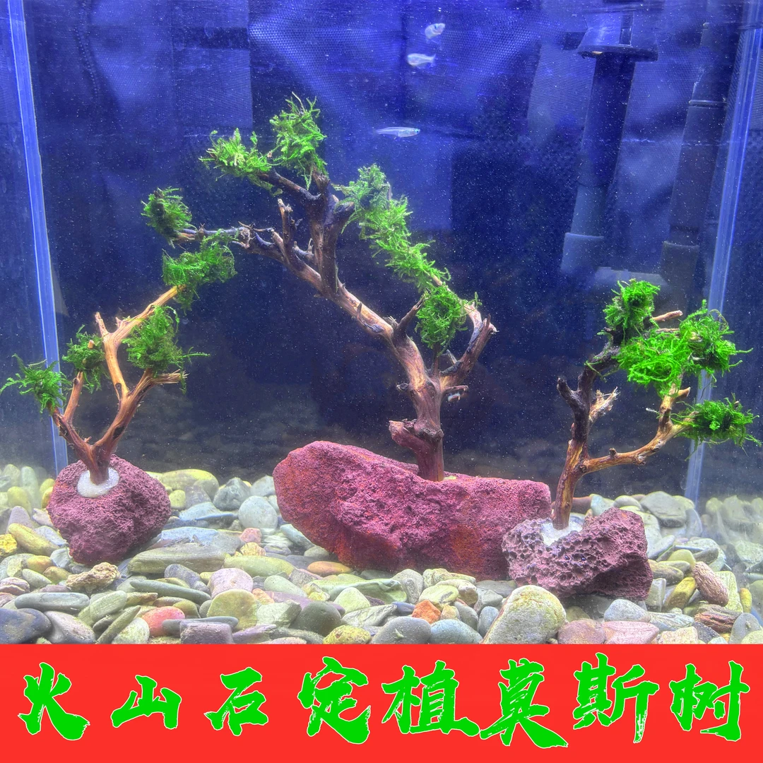 火山石定植莫斯树真莫斯水草好养易活新手水草