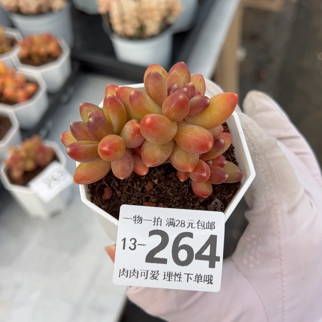 千代田缀化多肉单头多肉