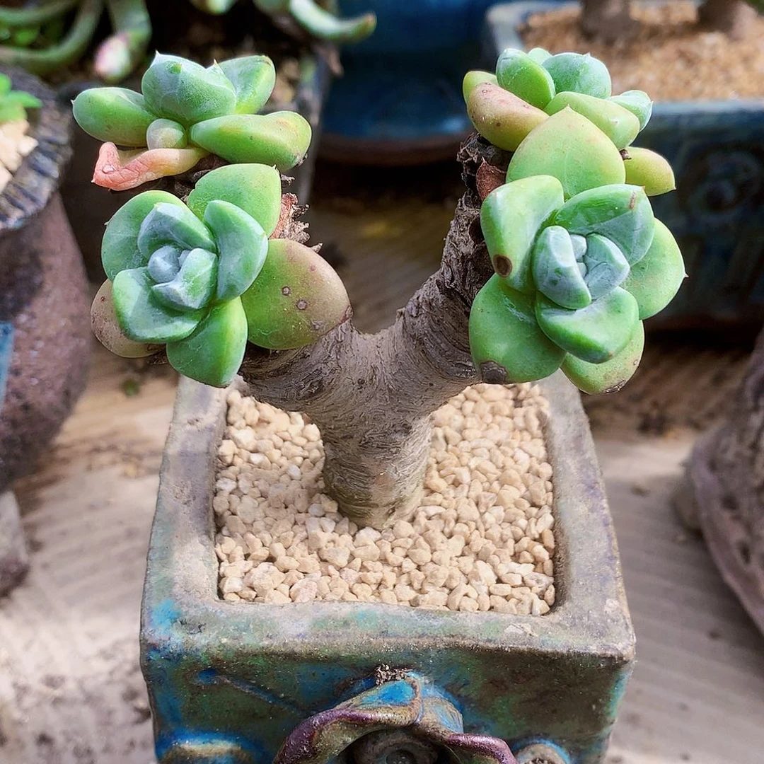 467苹果叶仙女杯多肉