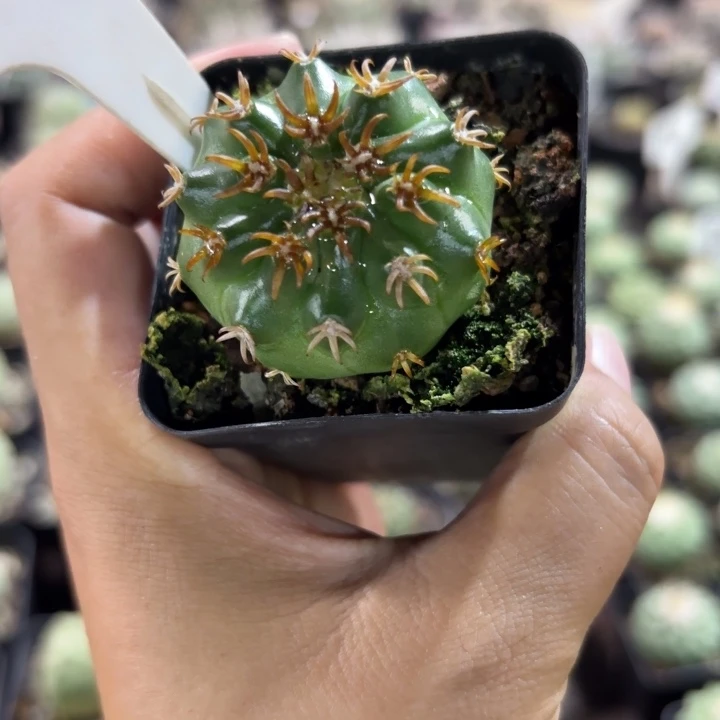 四***眼8066实生猫爪圆盘玉好养