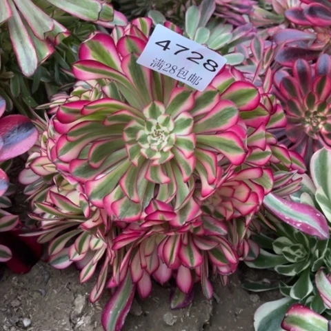 粉桐多肉多肉4728