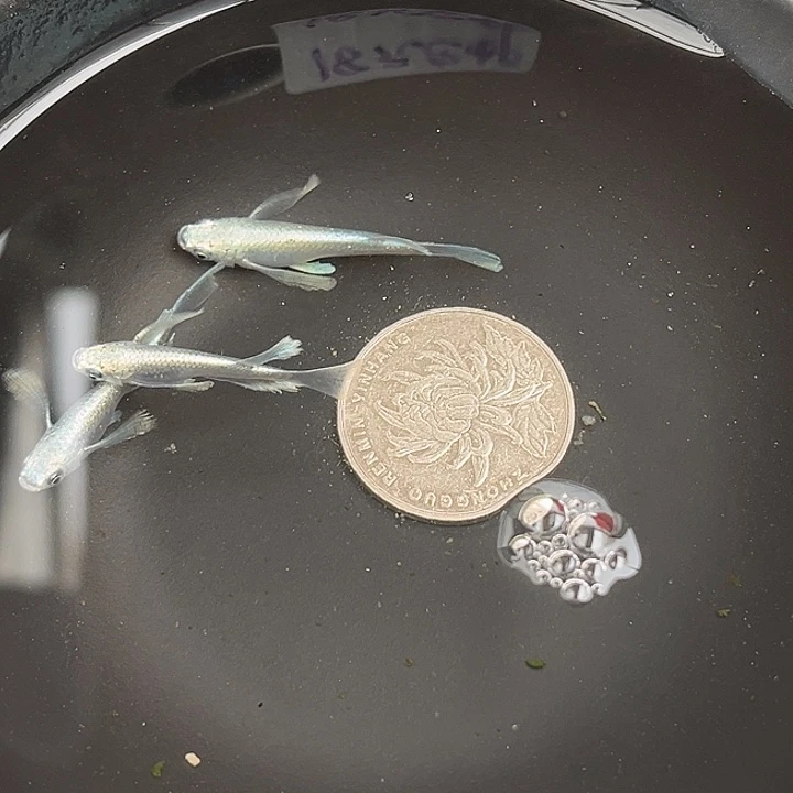 青鳉鱼真长鳍天使之翼3条43号