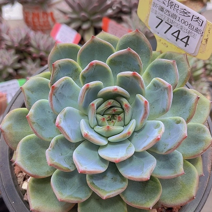 7744红鸾。