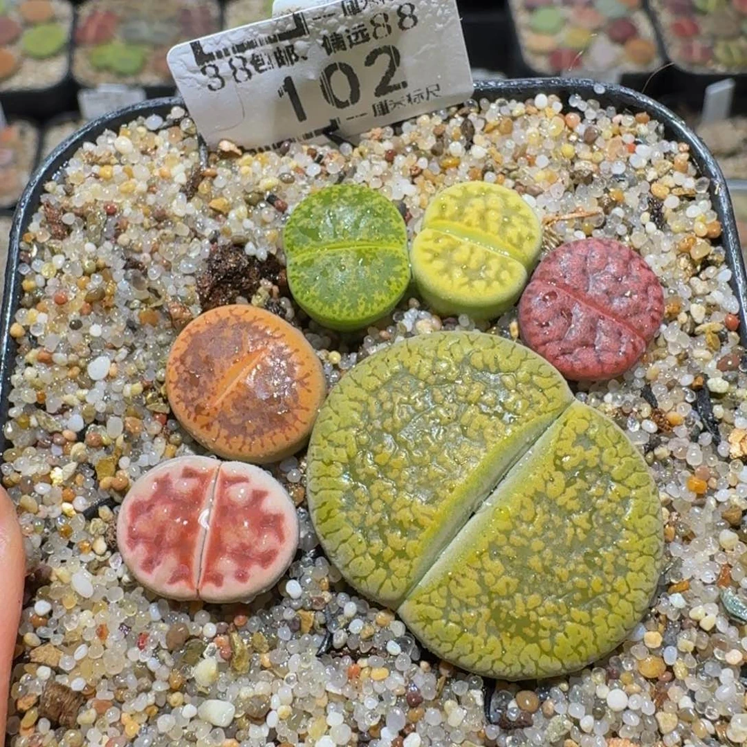 Sssss精品生石花102