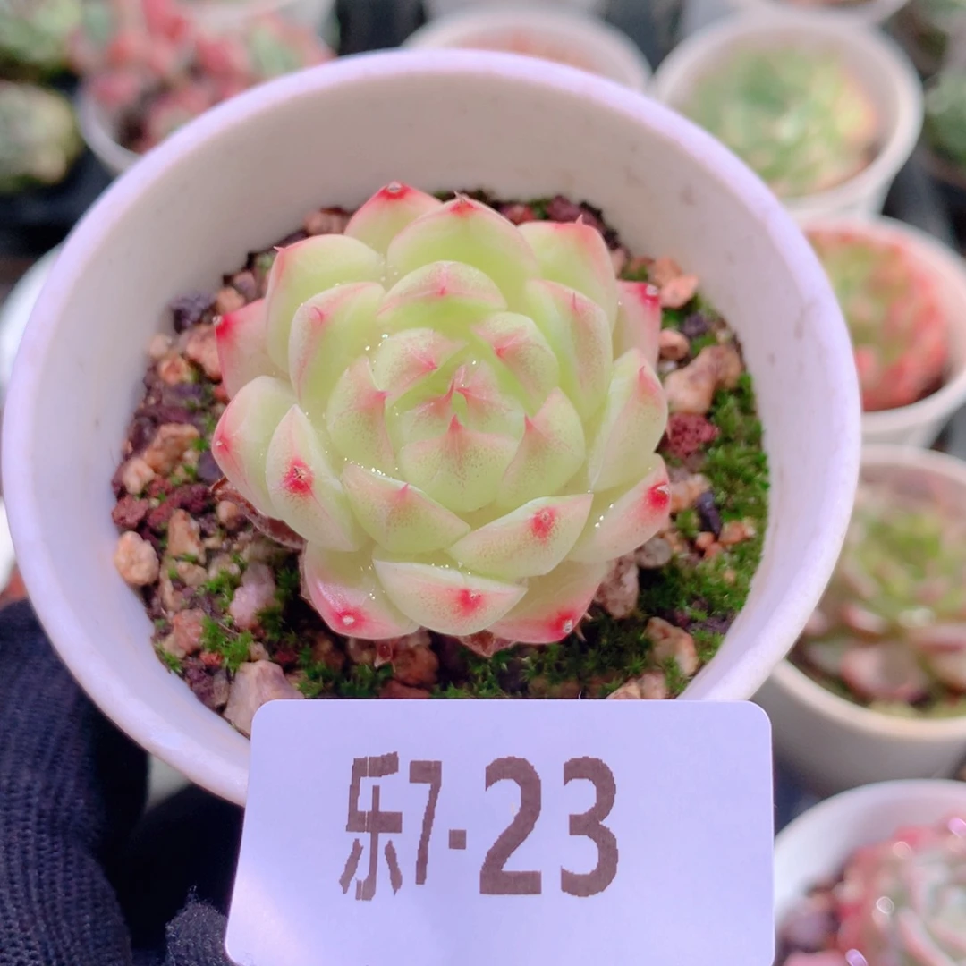 乐然7-23 麦秆单头