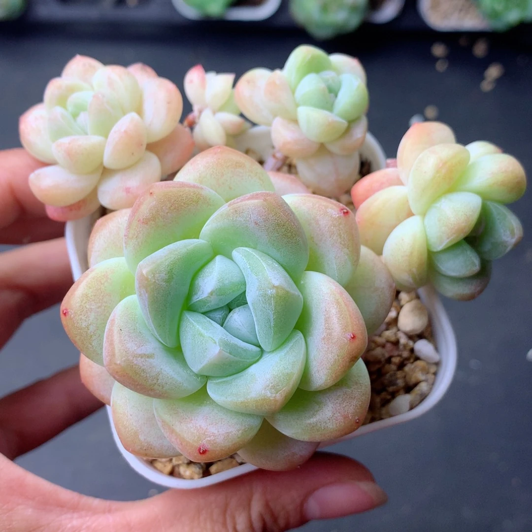 58包邮  群生不包整 107