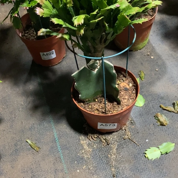 当前无花栽培后可以开花573嫁接印加太阳
