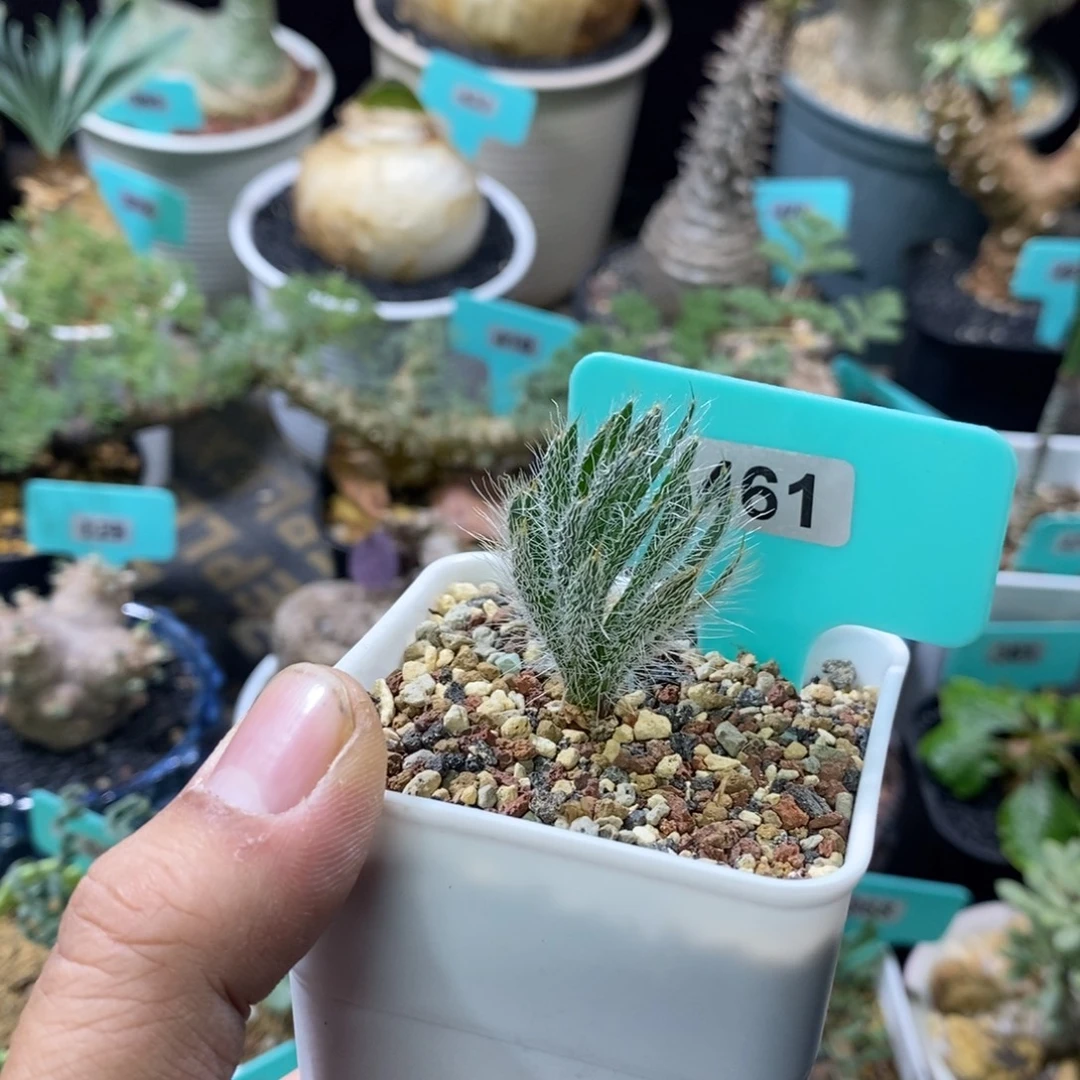 沃特山大型金刚钻