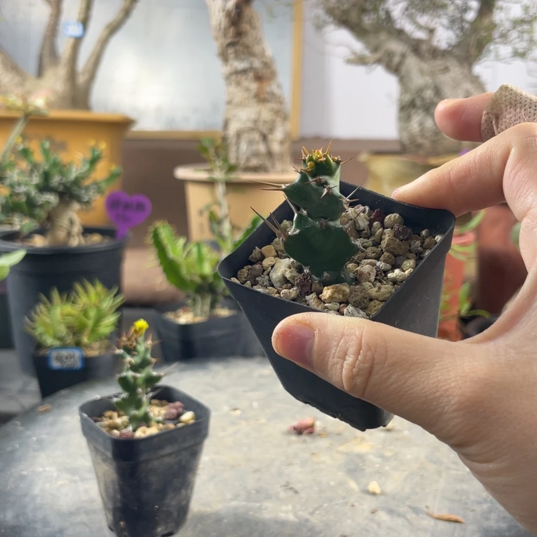 10月30日直播间福利棒麒麟不退换