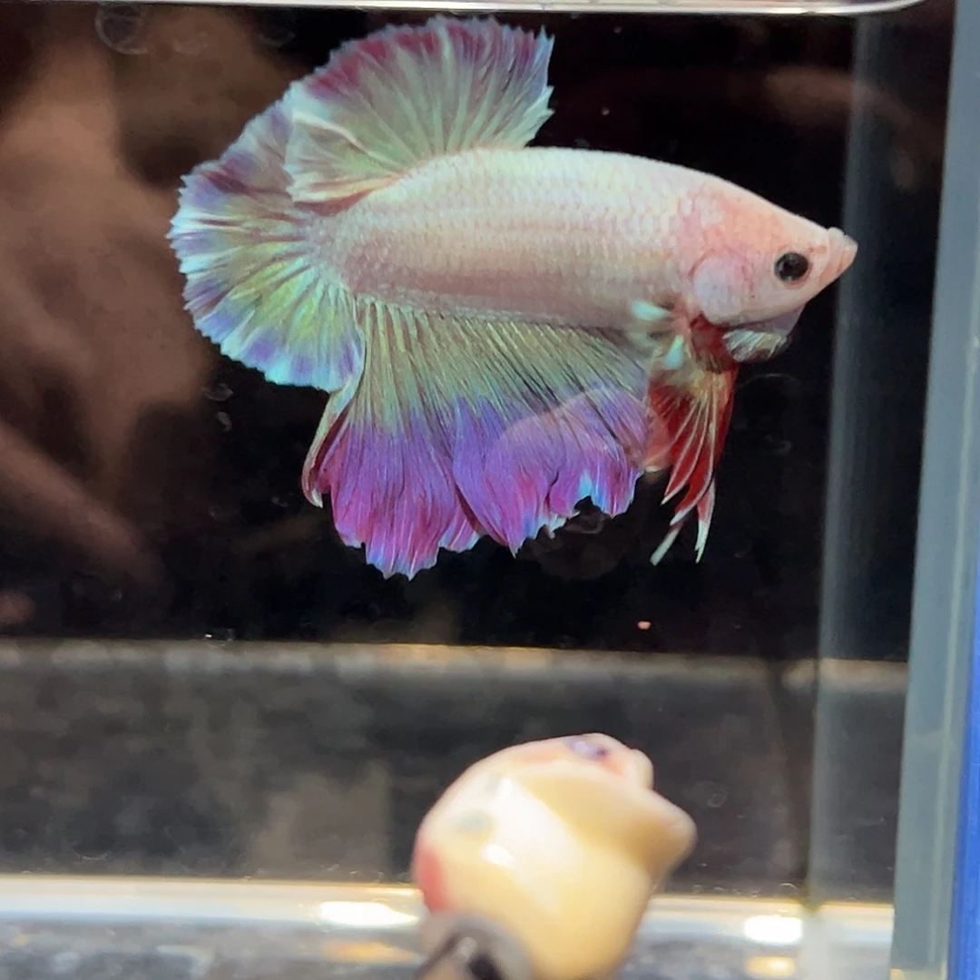 斗鱼36号很怪异的紫色鱼