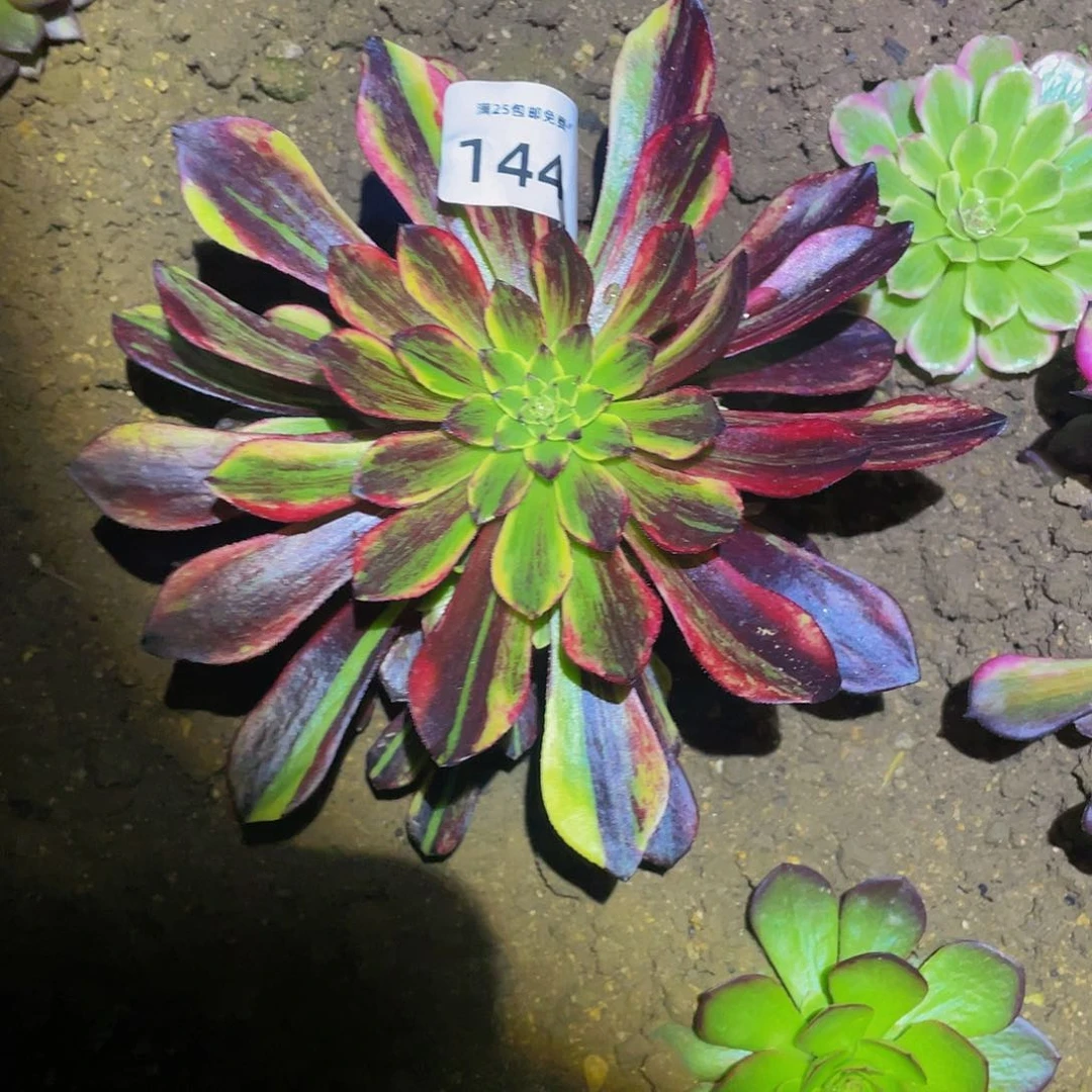 1445莫兰丝七彩多肉植物