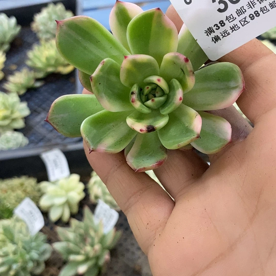 361佛朗明哥拉丝彩锦炸多肉植物