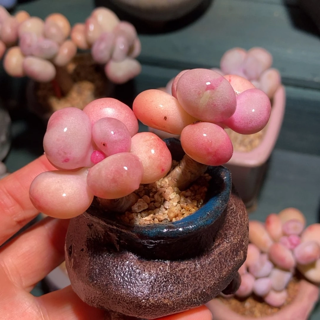 斯安闪油煎丸子带盆专拍