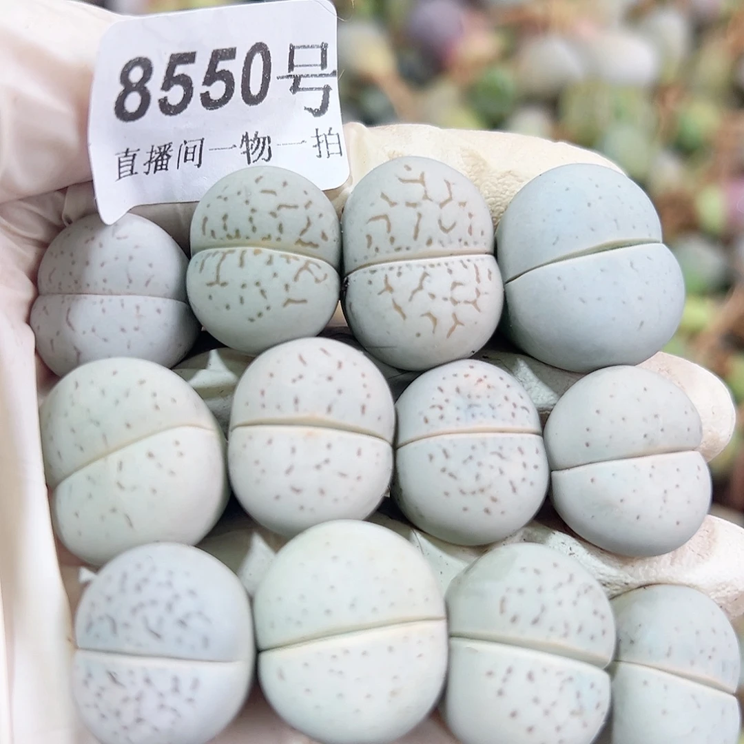 8550 好养易活生石花大母本12个