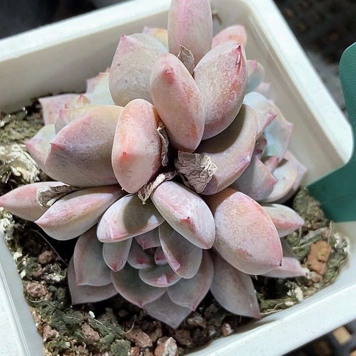 多肉植物星影10多肉