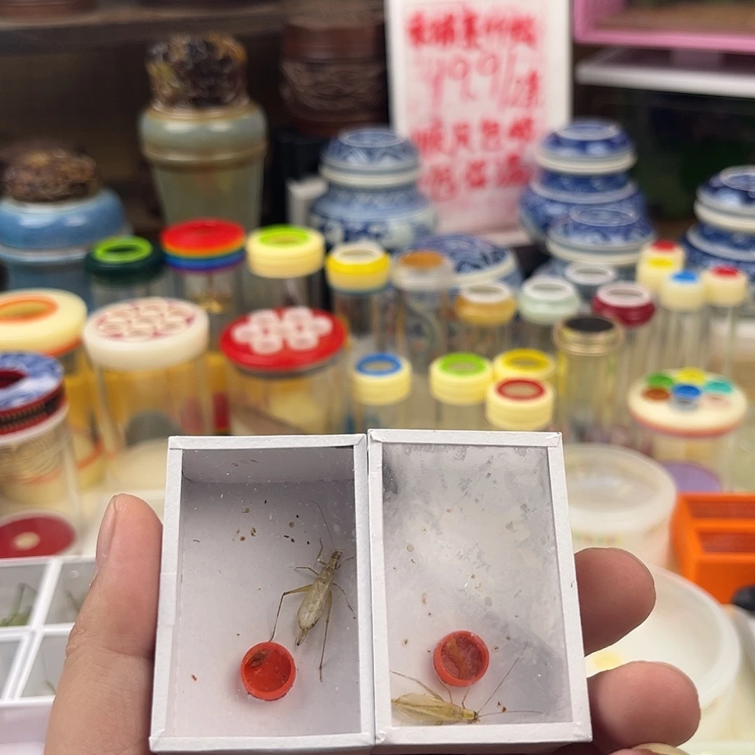 政****两条断须柬埔寨竹蛉