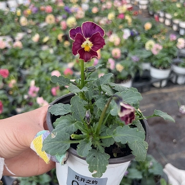 当前无花朵，栽培后可花朵61号