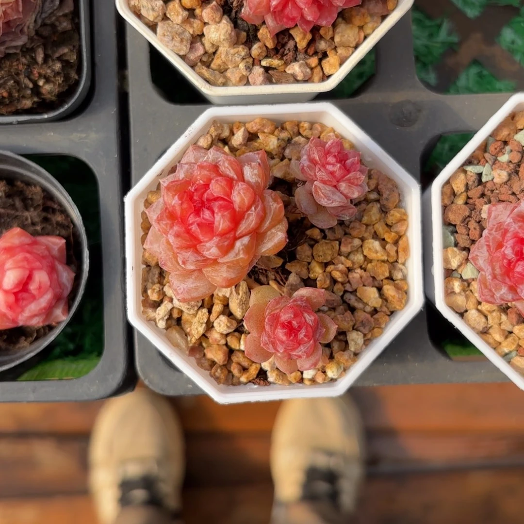 三头紫色水晶一物一拍