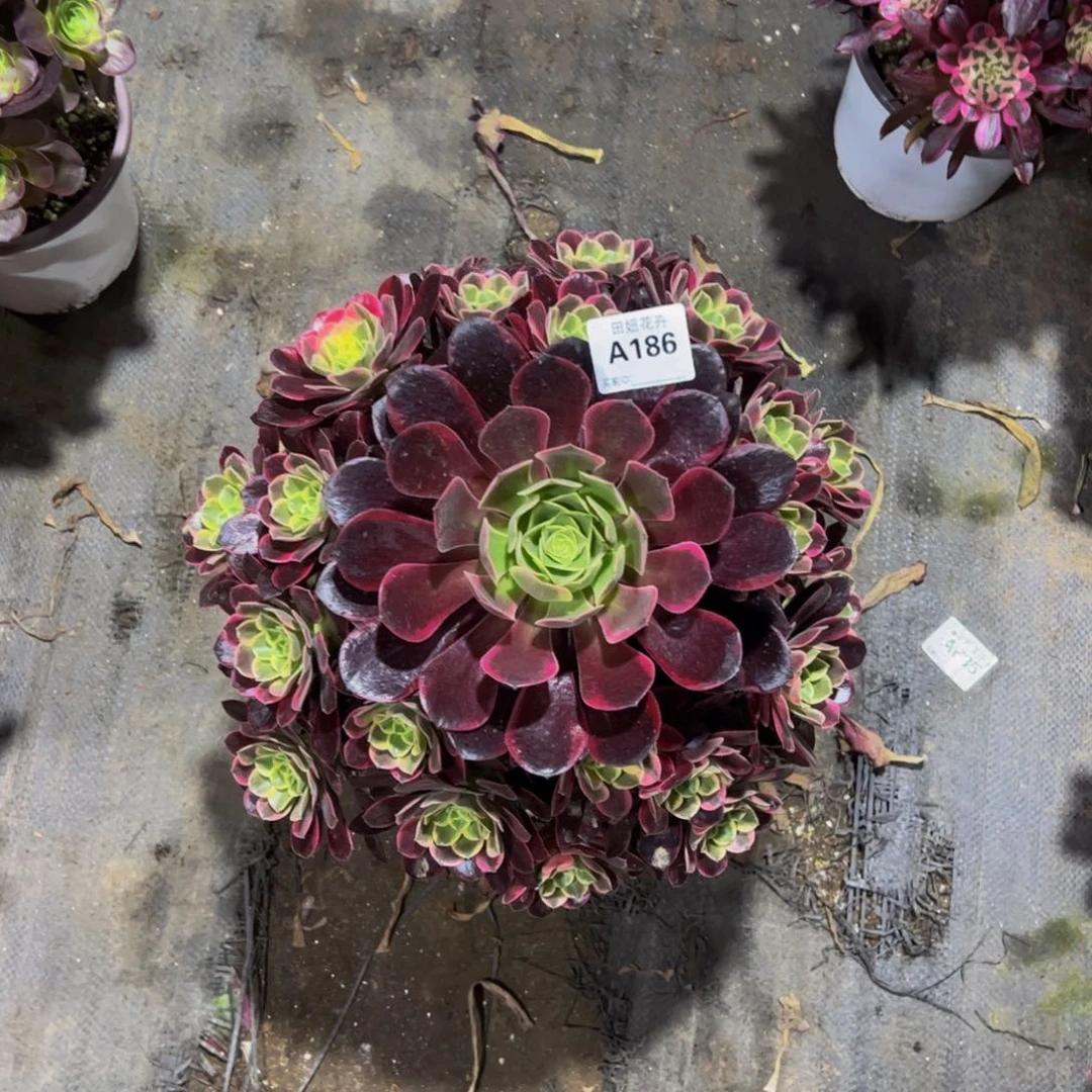 金丝玫瑰1866666666