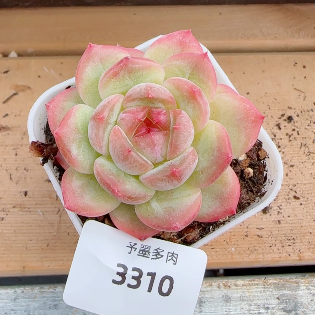 孤品福利，3310多肉植物