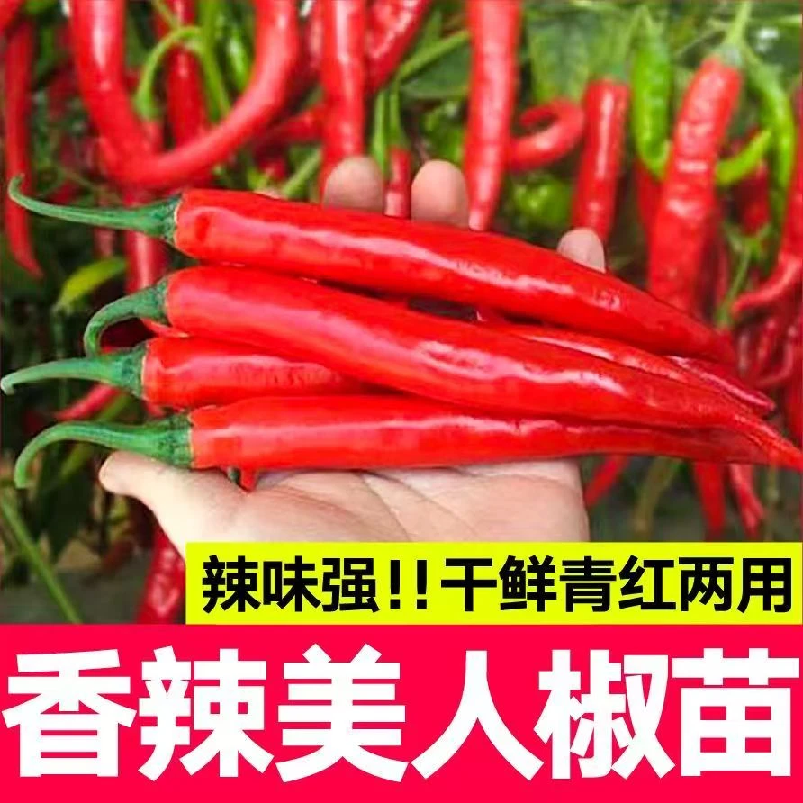 螺丝椒苗线椒方椒苗子庭院种植尖椒苗菜椒苗薄皮椒苗泡椒苗辣椒苗